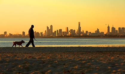 Man walking his dog on a beach at sunset with the Melbourne city skyline in the background.